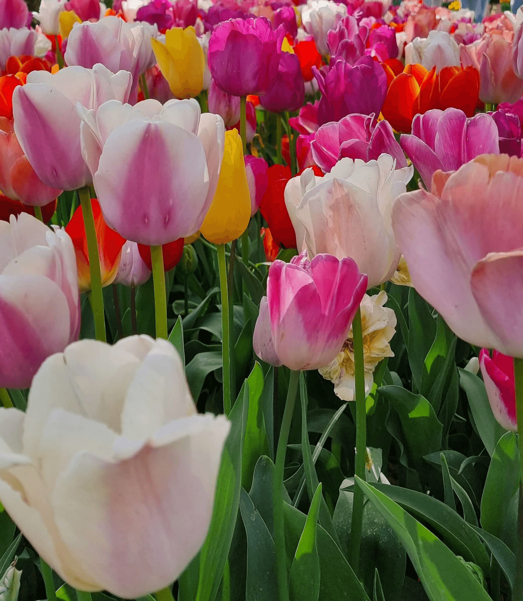 Amsterdam, Tulip - The Netherlands