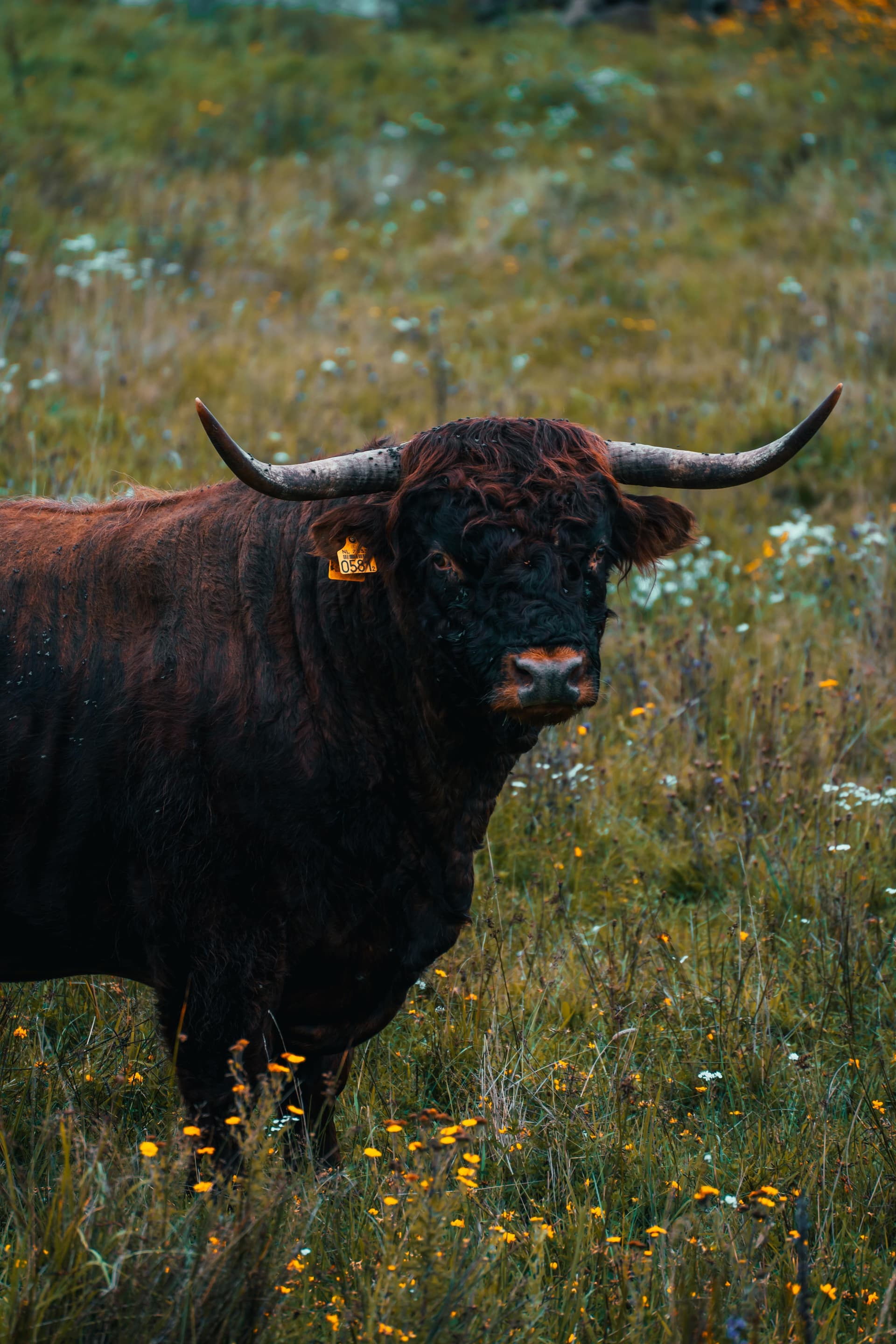 Bull - The Netherlands