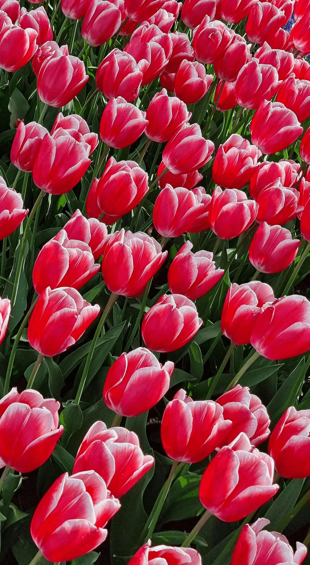 Amsterdam, Tulip - The Netherlands